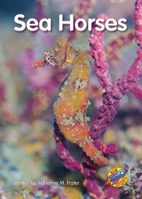 Sea Horses