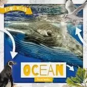 Ocean Food Webs