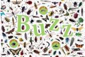 Buzz!