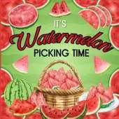 It's Watermelon Picking Time