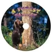 A Forest Habitat