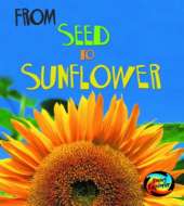 From Seed to Sunflower