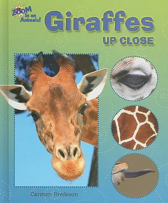 Giraffes Up Close