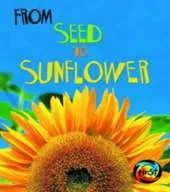 From Seed to Sunflower