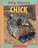 BABY ANIMALS CHICK