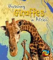 Giraffes in Africa