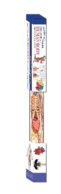 Discover the Human Body