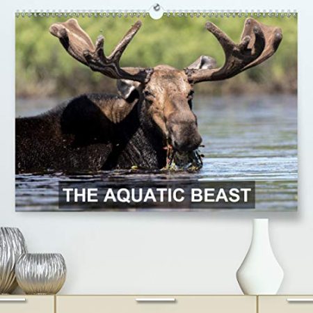 THE AQUATIC BEAST 2020: Moose in their favorite lakes