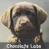 Chocolate Labs 2017: Sweet Chocolate Labrador Retriever
