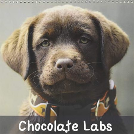 Chocolate Labs 2017: Sweet Chocolate Labrador Retriever