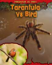 Tarantula vs Bird