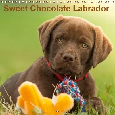 Sweet Chocolate Labrador 2019: Chocolate labrador puppy 9 weeks old