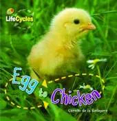Lifecycles: Egg to Chicken