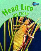 Head Lice Up-close