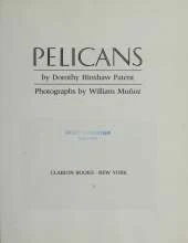 Pelicans