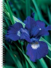 Iris Flower