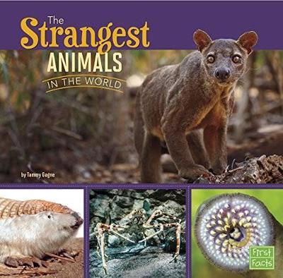 All About Animals Strangest Animals in the World