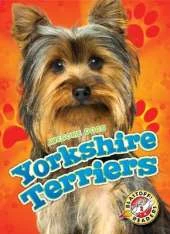 Yorkshire Terriers