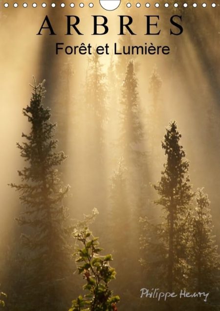 Arbres. Foret Et Lumiere 2018: Des Arbres Dans Toute Leur Beaute.