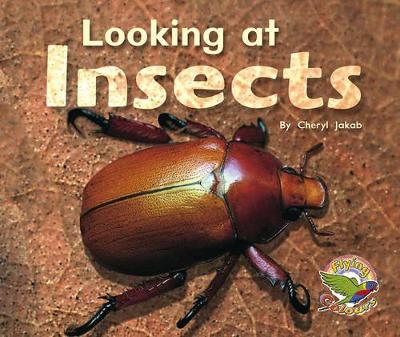 Looking at Insects