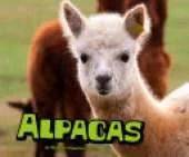 Alpacas