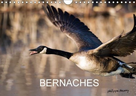 Bernaches 2018: Les Quatre Saisons De La Bernache Du Canada