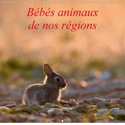 Bebes Animaux De Nos Regions 2017: L'Insouciance Des Bebes Animaux Photographies Sur Le Vif.