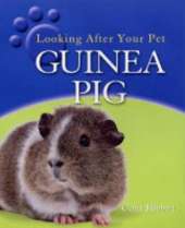Guinea Pig