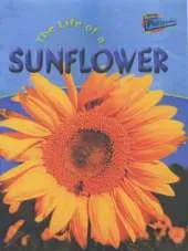 Raintree Perspectives: Life Cycles - the Life of a Sunflower