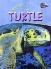 The Life Of A Turtle