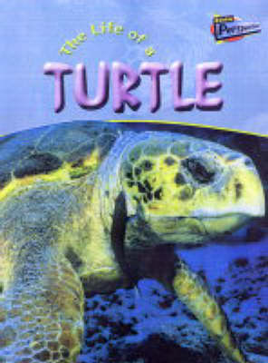 The Life Of A Turtle