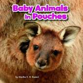 Baby Animals in Pouches