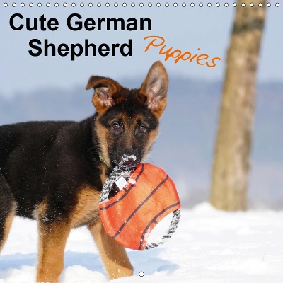Cute German Shepherd Puppies 2019: Who can resist their magic