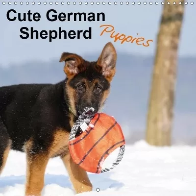 Cute German Shepherd Puppies 2019: Who can resist their magic
