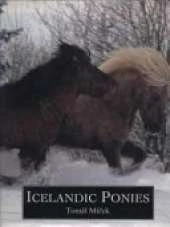 Icelandic Ponies