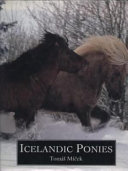 Icelandic Ponies
