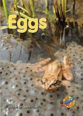 Eggs