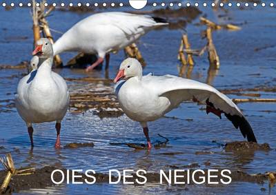 Oies des Neiges: Embleme du Grand Nord Canadien