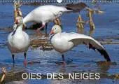 Oies des Neiges: Embleme du Grand Nord Canadien
