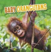 Baby Orangutans