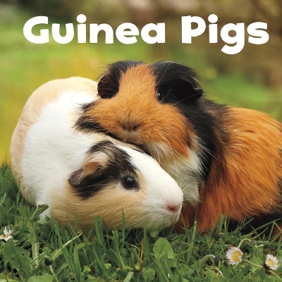 Guinea Pigs