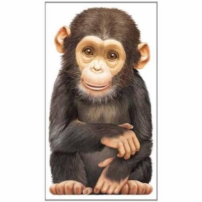 Little Chimp