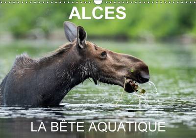 Alces - La Bete Aquatique 2017: 13 Photos D'orignaux Dans Leur Milieu Aquatique, Au Quebec