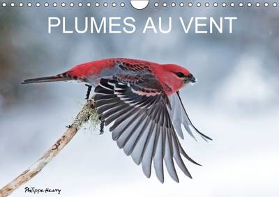 Plumes au Vent: Des Oiseaux en Action au Fil des Quatres Saisons.