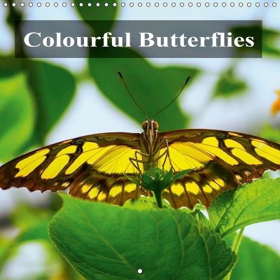 Colourful Butterflies 2019: Colourful Butterflies, different species in detail.