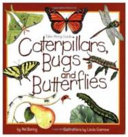 Caterpillars, Bugs and Butterflies