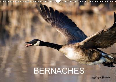Bernaches 2017: Les Quatre Saisons De La Bernache Du Canada