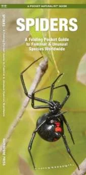 Spiders