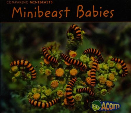 Minibeast Babies
