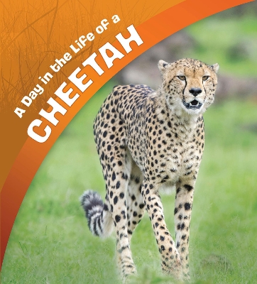 A Day in the Life of a Cheetah
